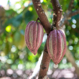 Cocoa beans on tree
